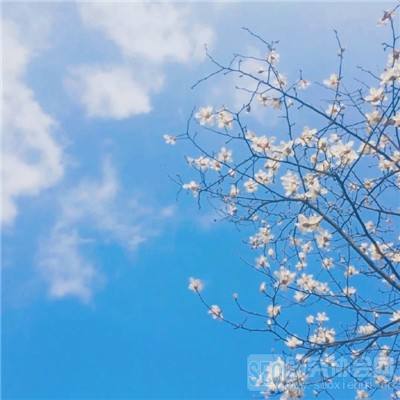 超级娜娜露最新版下载